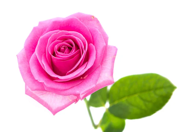 Rosa rosa isolata — Foto Stock