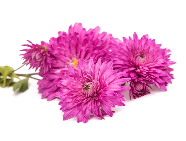 Pink chrysanthemum isolated — Stock Photo, Image