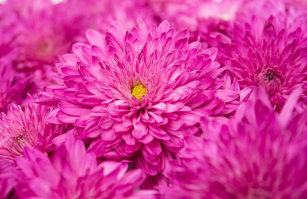 Pink chrysanthemum isolated — Stock Photo, Image