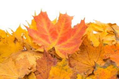 Sonbahar Yaprakları