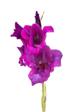 gladiolus flower isolated clipart