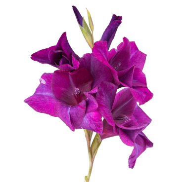 Glayöl çiçek izole