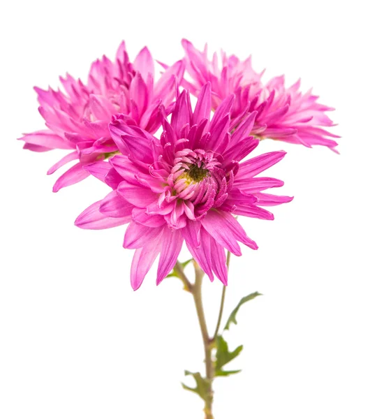 Розовая хризантема изолирована — стоковое фото
