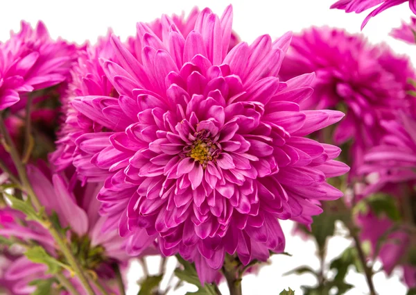 孤立的粉红菊花 — 图库照片