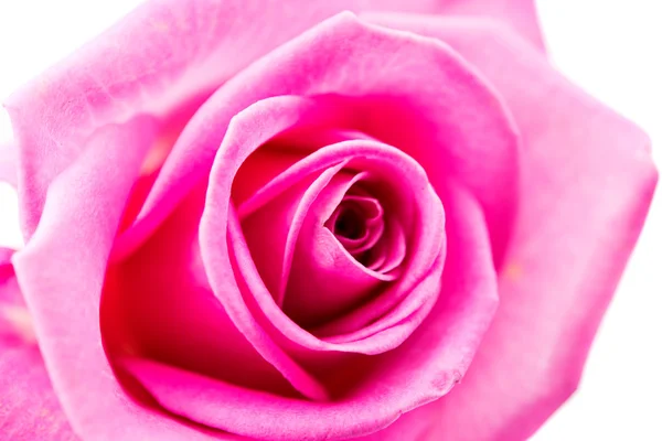 Rosa Rose isoliert — Stockfoto