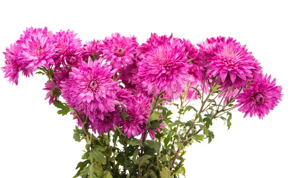 Pink chrysanthemum isolated — Stock Photo, Image