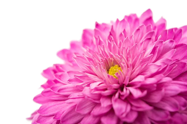 Crisantemo rosa isolato — Foto Stock