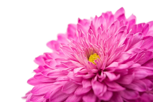 Pink chrysanthemum isolated — Stock Photo, Image