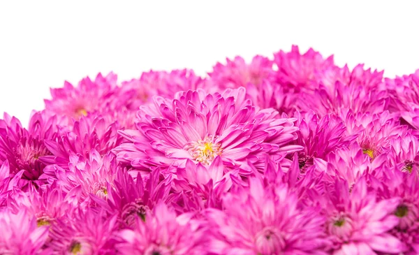Crisantemo rosa aislado — Foto de Stock