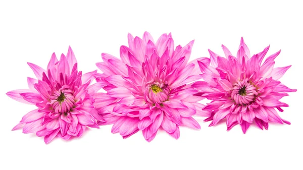 Розовая хризантема изолирована — стоковое фото