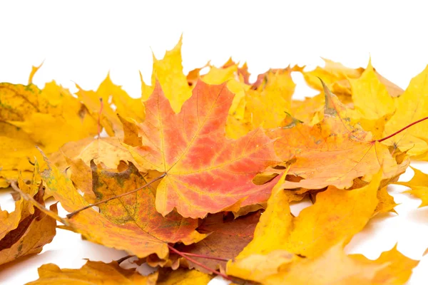 Autumn leaves — Stock Photo, Image