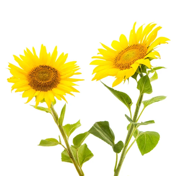 Sunflower isolated — Stock Photo, Image