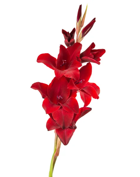 Gladiolo rojo aislado — Foto de Stock