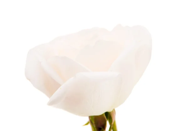 Elszigetelt fehér Rózsa — Stock Fotó