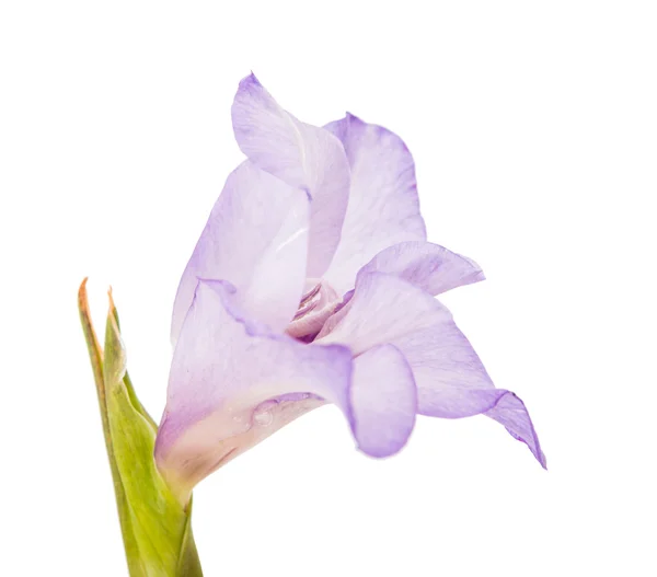 Mieczyk kwiat na białym tle — Zdjęcie stockowe