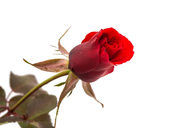 Rote Rose isoliert — Stockfoto