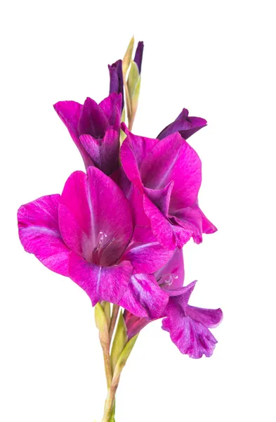 Gladiolo flor aislada — Foto de Stock