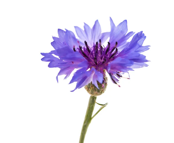 インカグラム花の分離 — ストック写真