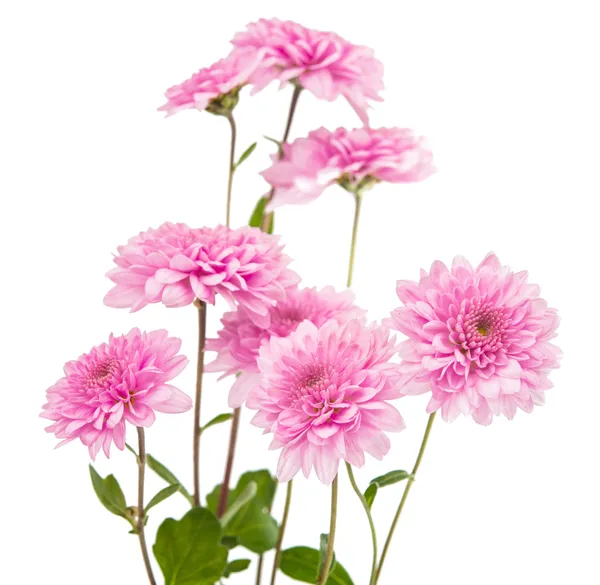 Pink chrysanthemum isolated — Stock Photo, Image