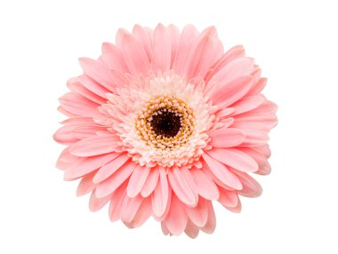 güzel gerbera çiçek