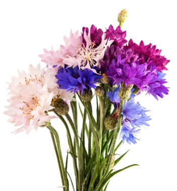 izole knapweed çiçek