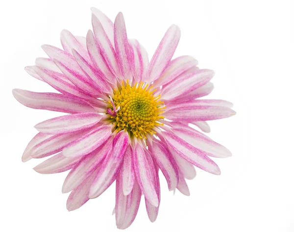 Chrysanthemum isolated — Stock Photo, Image