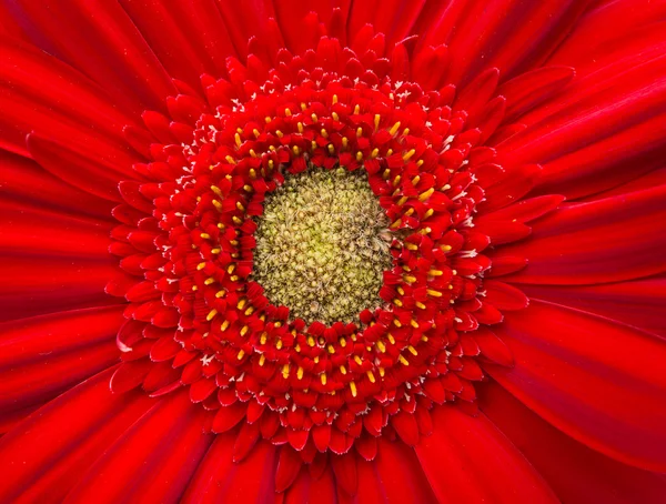 Belle fleur de gerbera — Photo
