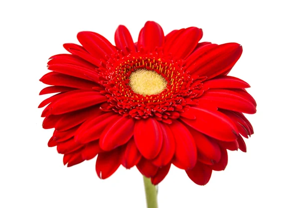 Krásný gerbera květ — Stock fotografie