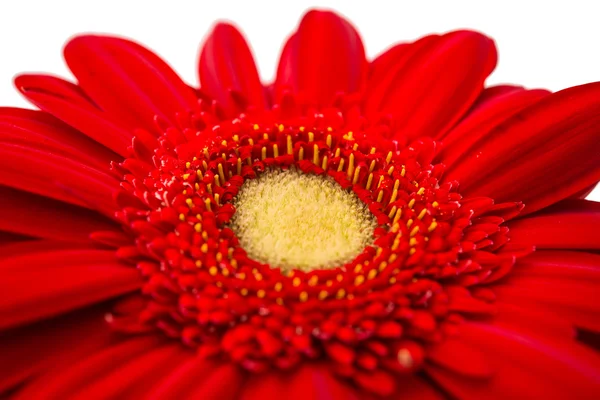 Beautiful gerbera flower — Stock Photo, Image