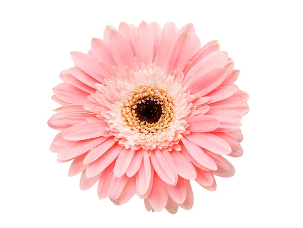 Bel fiore di gerbera — Foto Stock