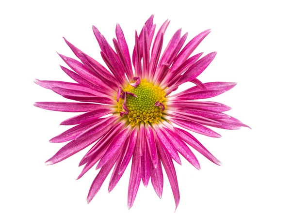 Chrysanthemum isolerade — Stockfoto