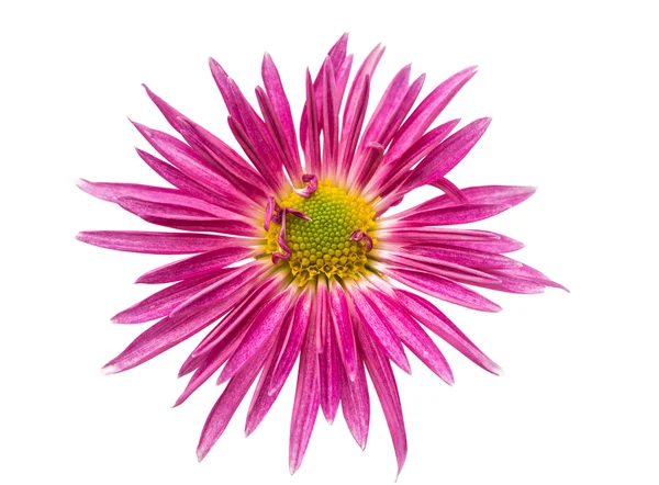 Chrysant geïsoleerd — Stockfoto