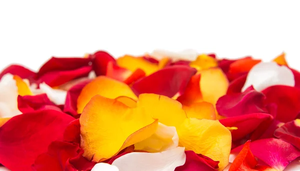 Rose petals isolated — Stock Photo, Image