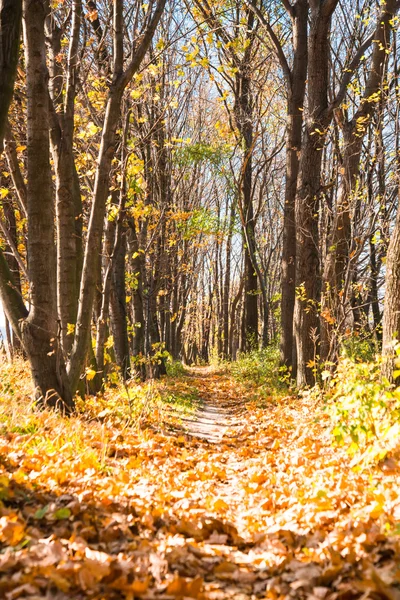 Sandweg mit Bäumen — Stockfoto