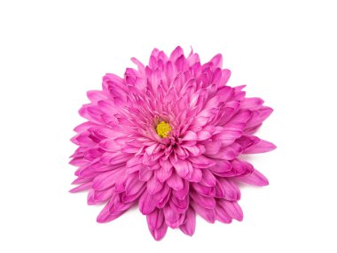 pembe krizantem izole