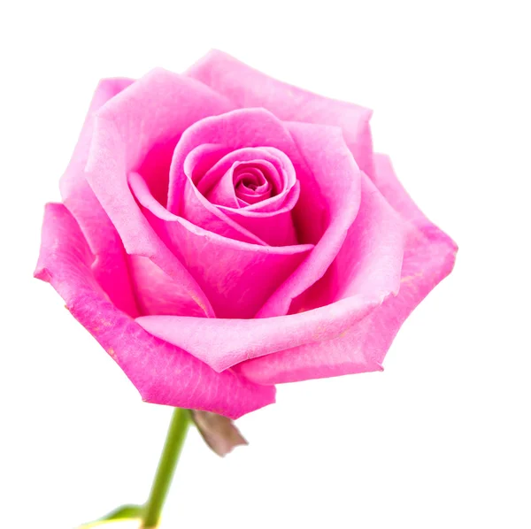 ピンクのバラは — ストック写真