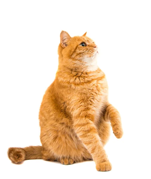 Ginger cat isolated — Stock Photo, Image