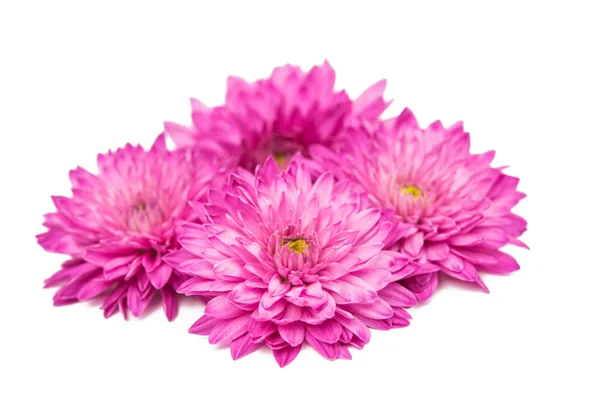 Pink chrysanthemum isolated — Stock Photo, Image