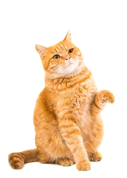 Ginger cat isolated — Stock Photo, Image