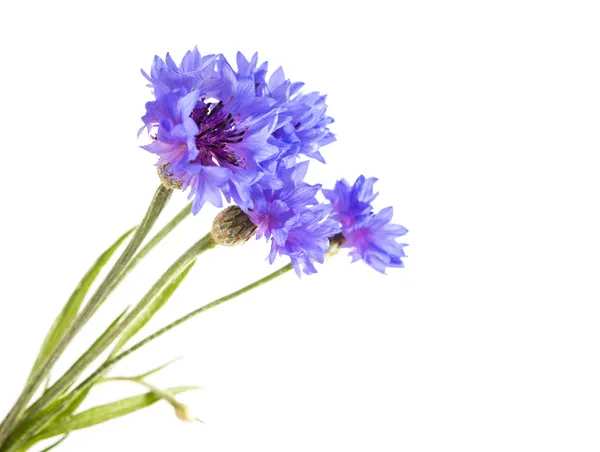 Knapweed flower isolated — Stock Photo, Image