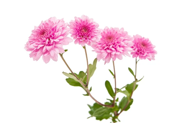 Pink chrysanthemum isolated — Stock Photo, Image