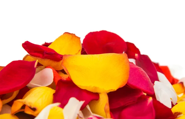 Rose petals isolated — Stock Photo, Image