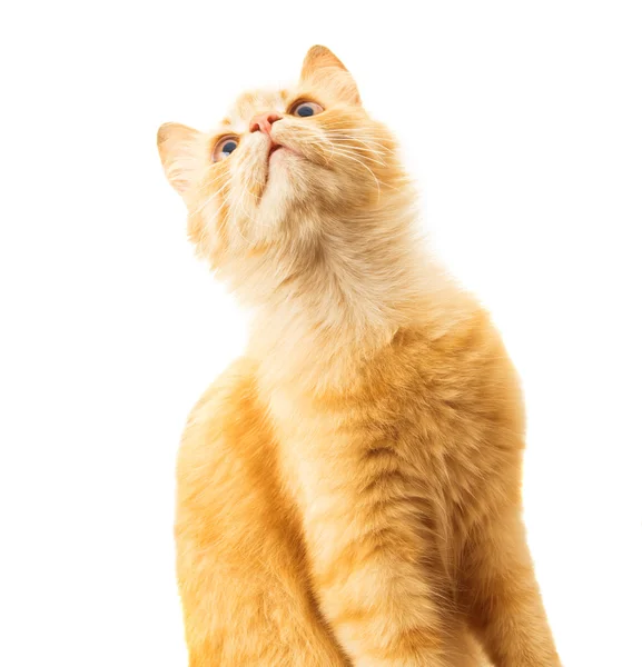 Isolerad katt — Stockfoto