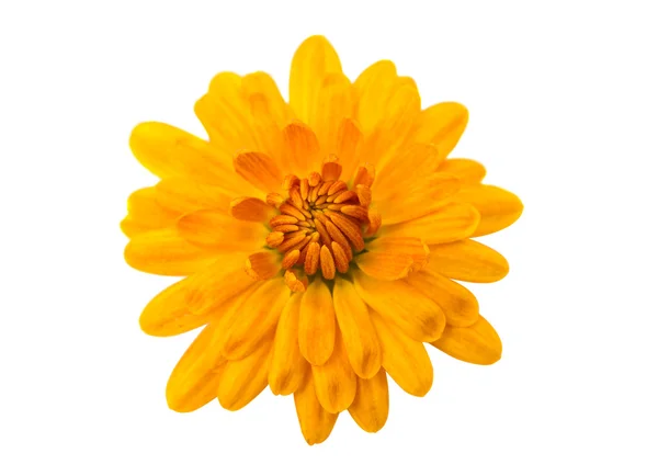 Yellow chrysanthemum isolated — Stock Photo, Image