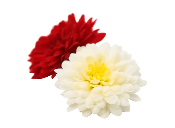 Decoratie van chrysant bloemen — Stockfoto