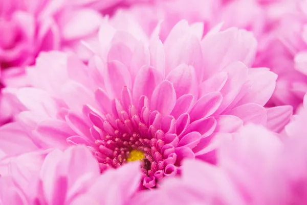 Pink chrysanthemums background — Stock Photo, Image