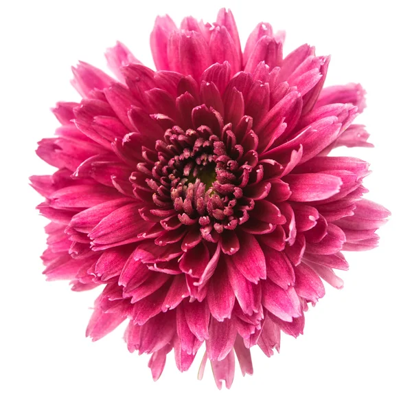 magenta chrysanthemum