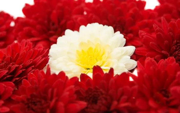 Chrysanthemen — Stockfoto