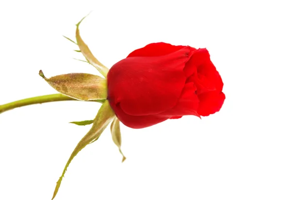 Izolowana czerwona róża — Zdjęcie stockowe