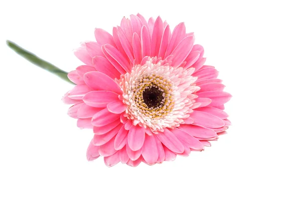 Bela flor de gerbera, close up — Fotografia de Stock
